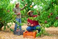 Two men harvest peaches in orchard Royalty Free Stock Photo