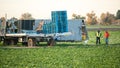 Two Men in Lettuce Field Ready for Harvest Royalty Free Stock Photo