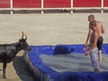 Two men in a pool and a bull at a Toro Piscine. A Camargue tradition