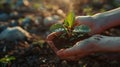 Two men\'s hands holding soil with young plants and droplets in bright sunlight. Front view. Photorealistic. Royalty Free Stock Photo