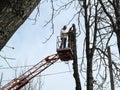 Two men sawing a tall tree with a chainsaw, standing on an aerial platform. Bare tree branches on a blue sky background,