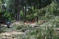 Two men sawing wood in a pine forest full of logs Royalty Free Stock Photo