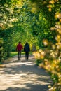 Two men waling along an alley with fresh spring leaves glowing i