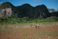 Two men walking a tobacco field with hoes