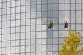 Two men workers cleaning the exterior windows of a skyscraper - industrial alpinism - hanging on ropes