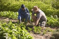 Two Men Working Together On Community Allotment