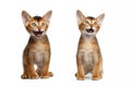 Two Meowing Abyssinian Kitty Sitting on Isolated White Background Royalty Free Stock Photo