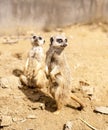 Two Mere Cats standing on look out Royalty Free Stock Photo