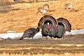 Two Merriam Wild Turkeys Displaying Royalty Free Stock Photo