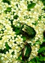 Two metal green bugs in a game of seduction on tiny white flowers