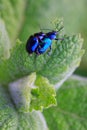 Two metallic beetle on a green mint leaf. Royalty Free Stock Photo