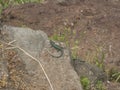 Two metallic green Madeiran wall lizard warming up on the stone. Teira dugesii, is a species of lizard in the family