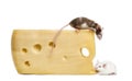 Two mice around a big piece of cheese