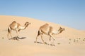 Two middle eastern camels walking in the desert Royalty Free Stock Photo