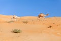 Two middle eastern camels walking in the desert Royalty Free Stock Photo
