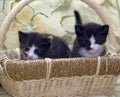 Two midi little kittens Royalty Free Stock Photo