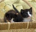 Two midi little kittens Royalty Free Stock Photo