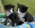 Two midi little kittens Royalty Free Stock Photo