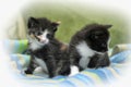 Two midi little kittens Royalty Free Stock Photo