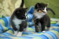 Two midi little kittens Royalty Free Stock Photo