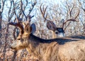 Two Mighty Bucks Deer Crossing Paths Royalty Free Stock Photo