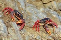 Two Migrating crabs Gecarcinus ruricola in Cuba