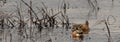 Two male Northern Shoveler ducks on the river in Blackwater National Wildlife Refuge. Royalty Free Stock Photo