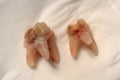 Two milk premolar teeth with heavy caries visible placed on piece of paper after extraction.