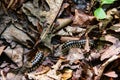 Two Millipedes crawling on decaying leafs on the forest floor Royalty Free Stock Photo