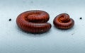 Two millipedes curled on a white background