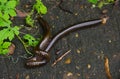 Two millipedes scientific name Diplopoda mating.