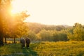 Two mini donkeys grazing during sunrise