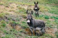 Two mini donkeys looking at camera Royalty Free Stock Photo