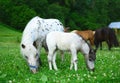 Two mini horses Falabella, mare and foal, graze on meadow, selective focus Royalty Free Stock Photo