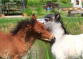 Two mini horses Falabella playing on meadow, bay and white, selective focus