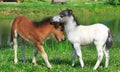 Two mini horses Falabella playing on meadow, bay and white, selective focus Royalty Free Stock Photo