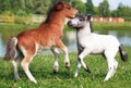 Two mini horses Falabella playing on meadow, selective focus Royalty Free Stock Photo