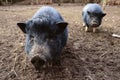 Two mini pig in mud Royalty Free Stock Photo