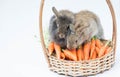 Two mini rabbit with carrots on baske