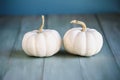 Two Mini White Pumpkins on Rustic Blue Green Table for Autumn