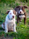 Two miniature american bulldog puppies in the nature Royalty Free Stock Photo