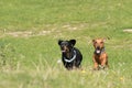 Two smooth-haired miniature dachshunds running across field Royalty Free Stock Photo