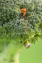 Two miniature figurines climbing on top of a broccoli s