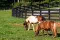 Two miniature horses grazing on the farm inside the black fence. Royalty Free Stock Photo