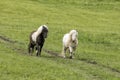 Two miniature horses in a pasture Royalty Free Stock Photo