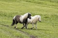 Two miniature horses are trotting along Royalty Free Stock Photo