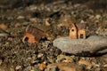 Two miniature houses in sand and on rock (stone), parable of Jesus Christ, close-up