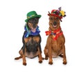 Two miniature Pinscher dogs in hats