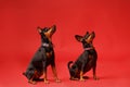 Two miniature pinscher sit on a red background