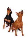 Two Miniature Pinschers Royalty Free Stock Photo